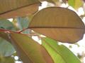 Satinleaf tree